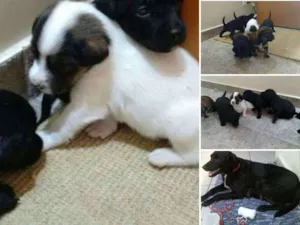 Cachorro raça RND idade Abaixo de 2 meses nome A definir