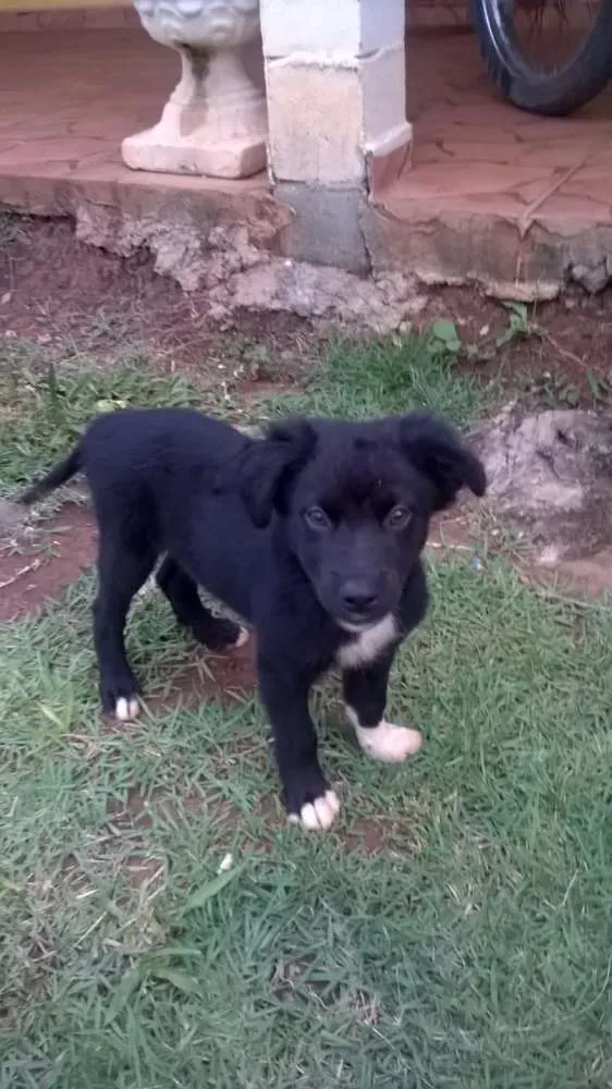 Cachorro ra a indefinida idade 2 a 6 meses nome mão de luva