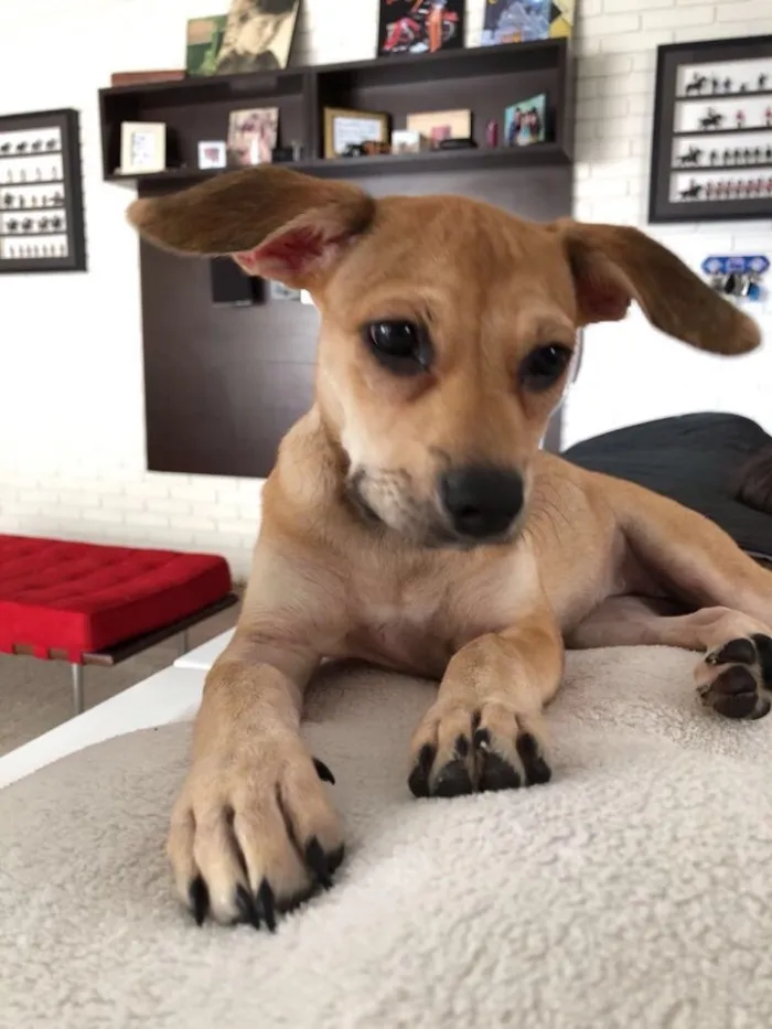 Cachorro raça SRD idade  nome Maya