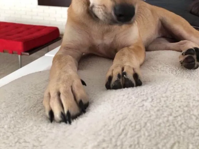 Cachorro raça SRD idade  nome Maya