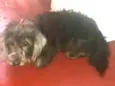 Tabita