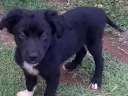 Cachorro raça indefinida idade 2 a 6 meses nome mão de luva