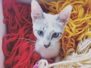 Gato raça SRD idade 2 a 6 meses nome Ninja