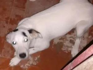 Cachorro raça Mistura com pitbull idade 2 a 6 meses nome Bibi