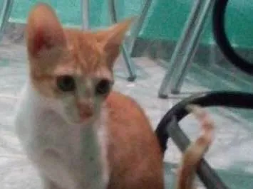 Gato ra a Não tem idade 2 a 6 meses nome Lyon