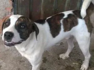 Cachorro raça Pitbull com Chow Chow idade 7 a 11 meses nome Flock