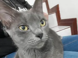Gato raça Nãosei idade 2 anos nome Tempestade