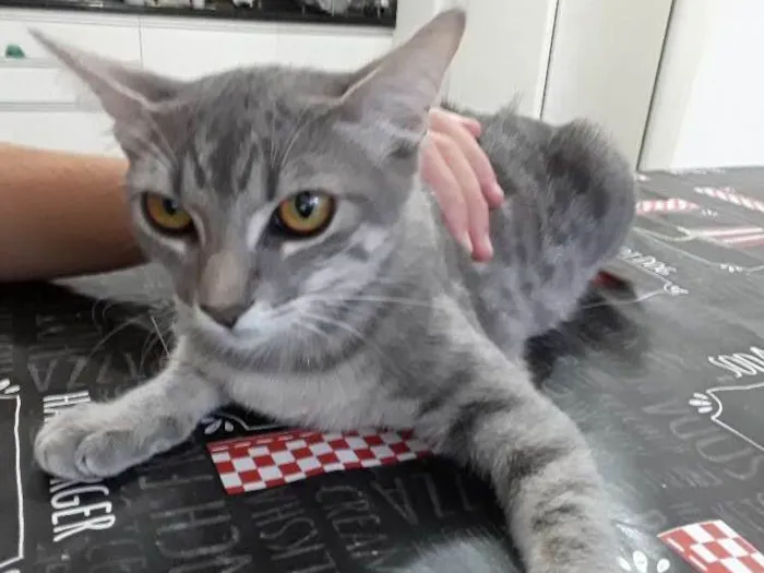 Gato ra a Nao sei  idade 2 a 6 meses nome Nao tem