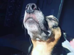 Cachorro raça Vira lata  idade 4 anos nome Kiara