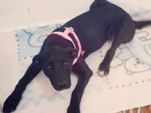 Cachorro raça Srd idade 7 a 11 meses nome Laila 