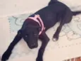 Laila