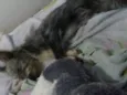 Belinha