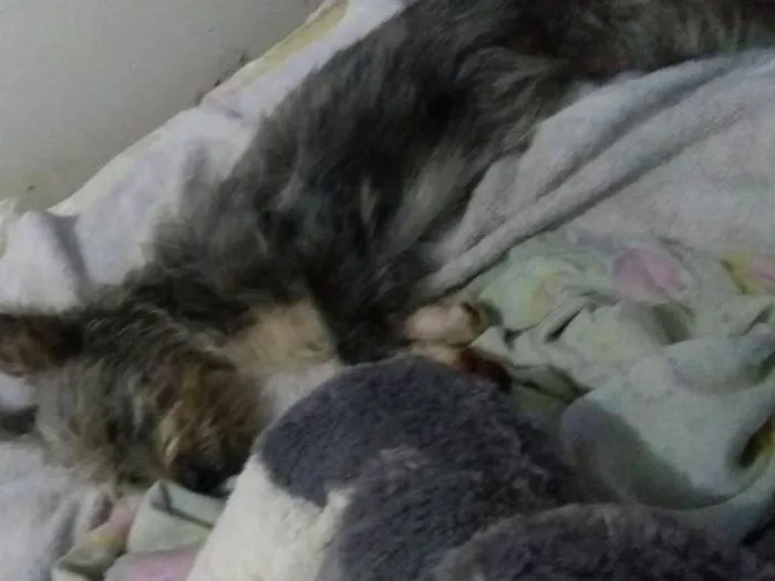 Cachorro raça Puddle e Schnauzer idade 2 a 6 meses nome Belinha