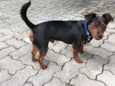 Azeitona