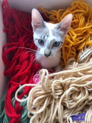 Gato raça SRD idade 2 a 6 meses nome Ninja