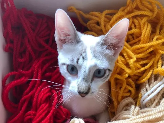 Gato raça SRD idade 2 a 6 meses nome Ninja