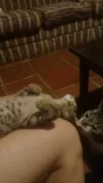 Tigrinho