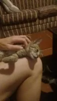 Tigrinho
