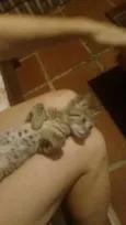 Tigrinho
