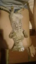 Tigrinho