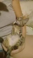 Tigrinho