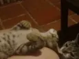 Tigrinho
