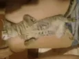 Tigrinho