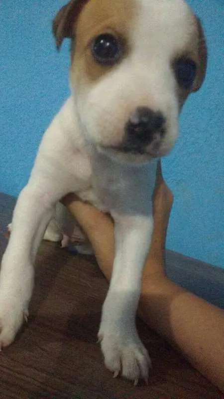 Cachorro ra a  idade 2 a 6 meses nome filhotes