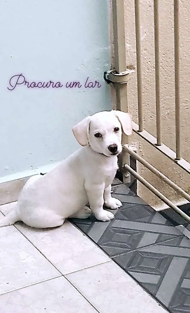 Cachorro ra a Labrador com vira-lata idade 2 a 6 meses nome Theo