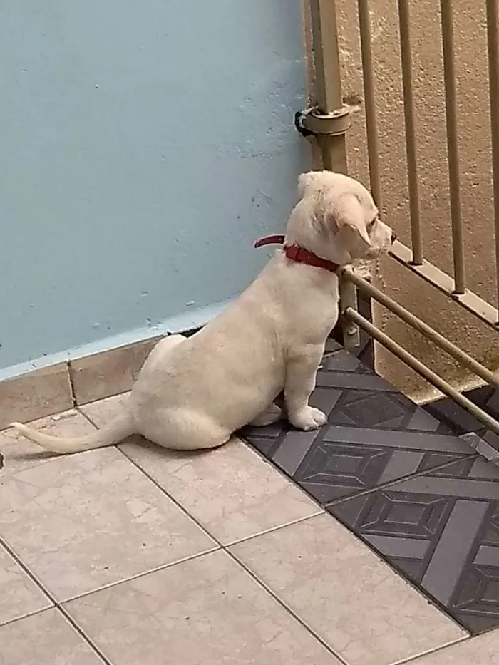 Cachorro ra a Labrador com vira-lata idade 2 a 6 meses nome Theo