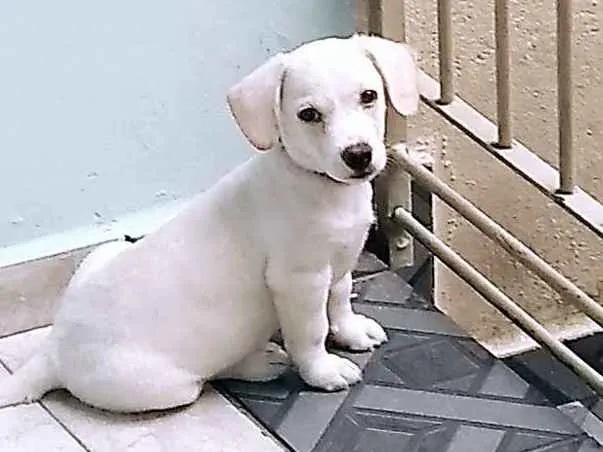 Cachorro ra a Labrador com vira-lata idade 2 a 6 meses nome Theo