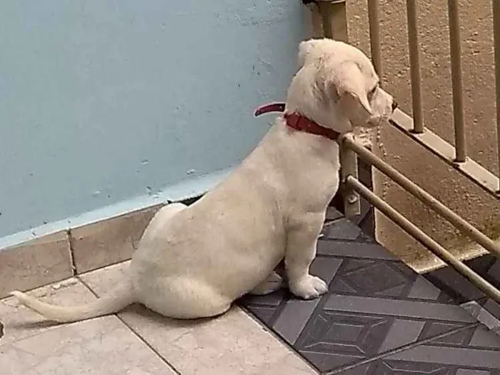 Cachorro ra a Labrador com vira-lata idade 2 a 6 meses nome Theo