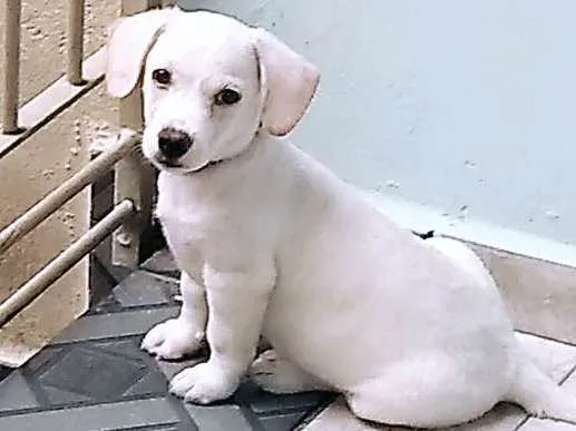 Cachorro ra a Labrador com vira-lata idade 2 a 6 meses nome Theo