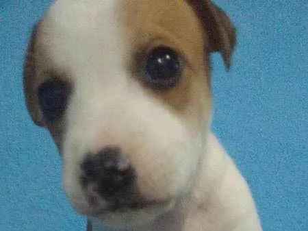 Cachorro ra a  idade 2 a 6 meses nome filhotes