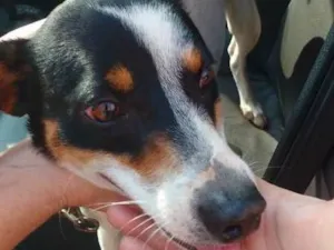 Cachorro raça mix idade  nome Duque