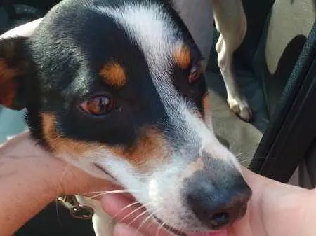 Cachorro raça mix idade  nome Duque