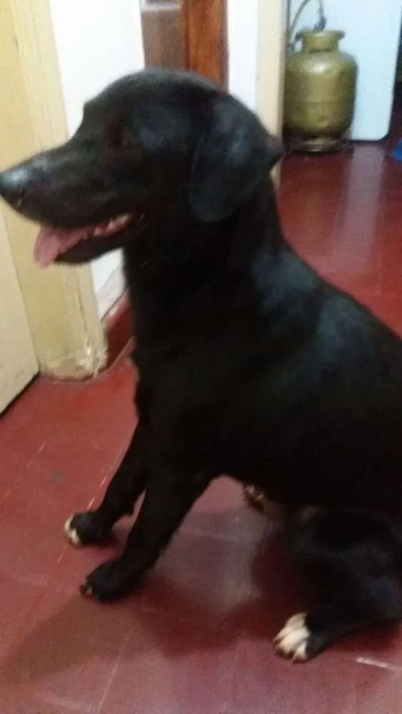 Cachorro ra a VL idade  nome Sem.nome