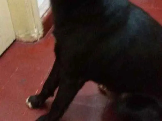 Cachorro ra a VL idade  nome Sem.nome