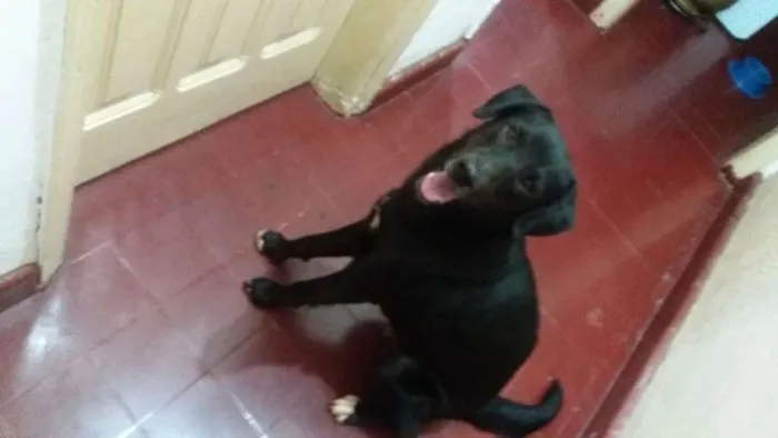 Cachorro ra a VL idade  nome Sem.nome