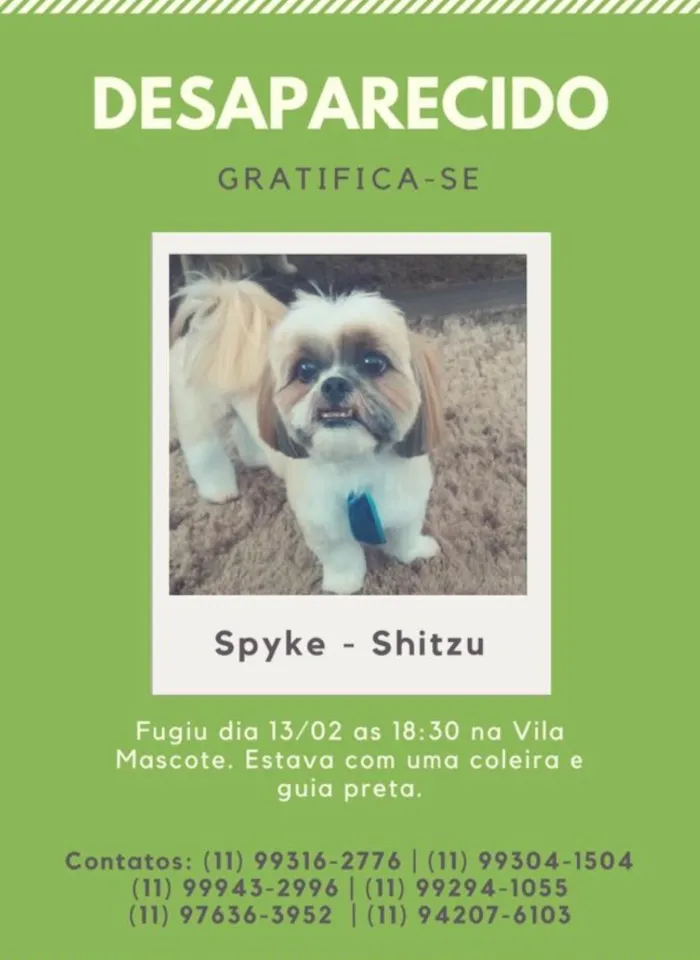 Cachorro ra a Shitszu  idade  nome Spyke