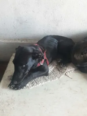 Cachorro raça Vira-lata idade 1 ano nome Puma