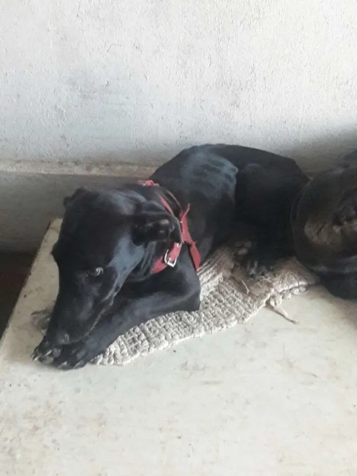 Cachorro ra a Vira-lata idade 1 ano nome Puma