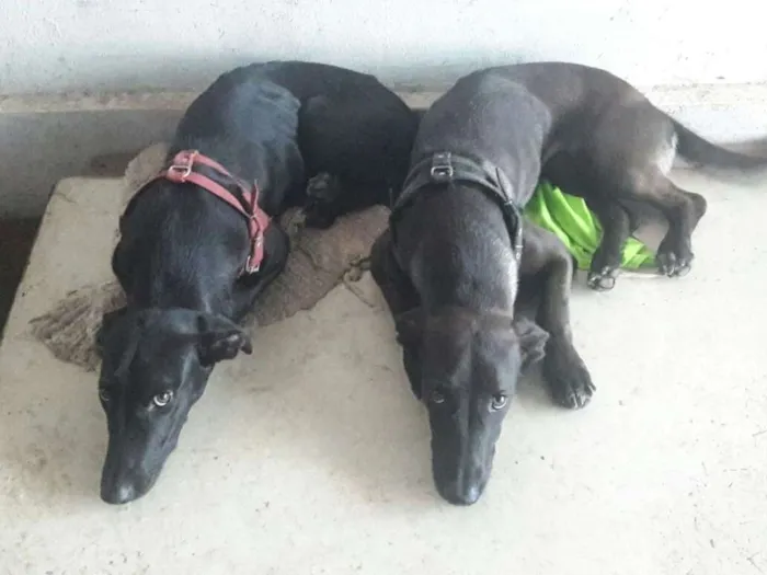 Cachorro ra a Vira lata idade 1 ano nome Puma e Pandora