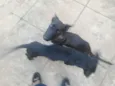 Puma e Pandora