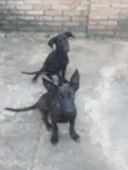 Puma e Pandora