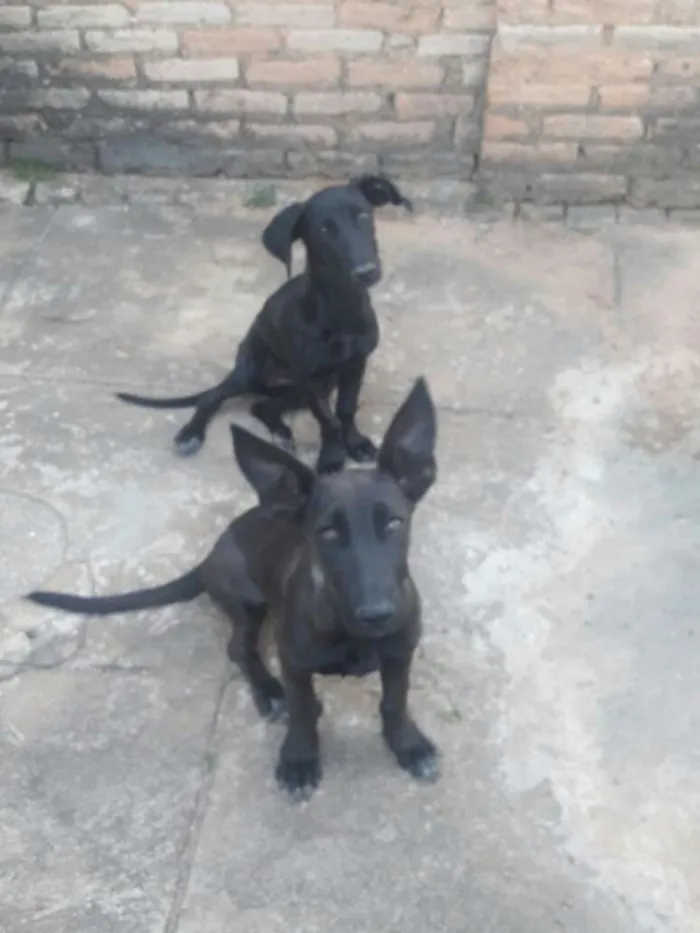 Cachorro ra a Vira lata idade 1 ano nome Puma e Pandora
