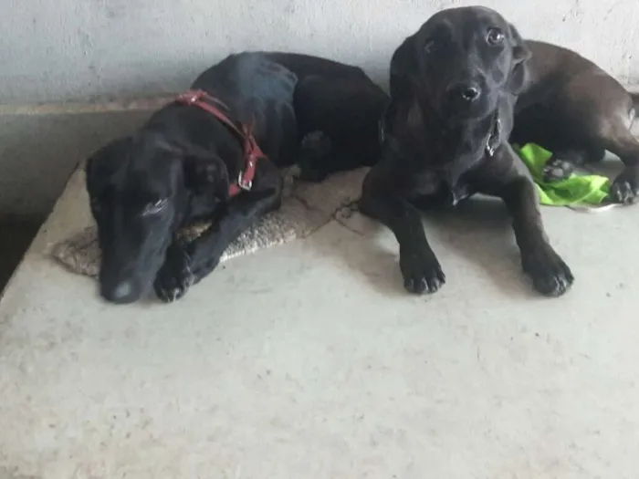Cachorro ra a Vira lata idade 1 ano nome Puma e Pandora