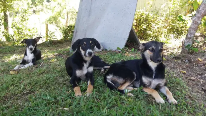 Cachorro ra a Sem raça definida idade  nome sem nome