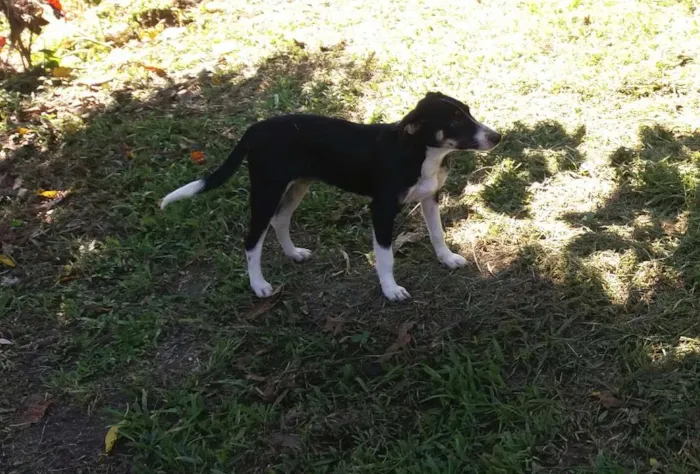 Cachorro ra a Sem raça definida idade  nome sem nome