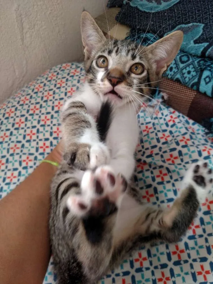 Gato raça SRD idade Abaixo de 2 meses nome Não definido